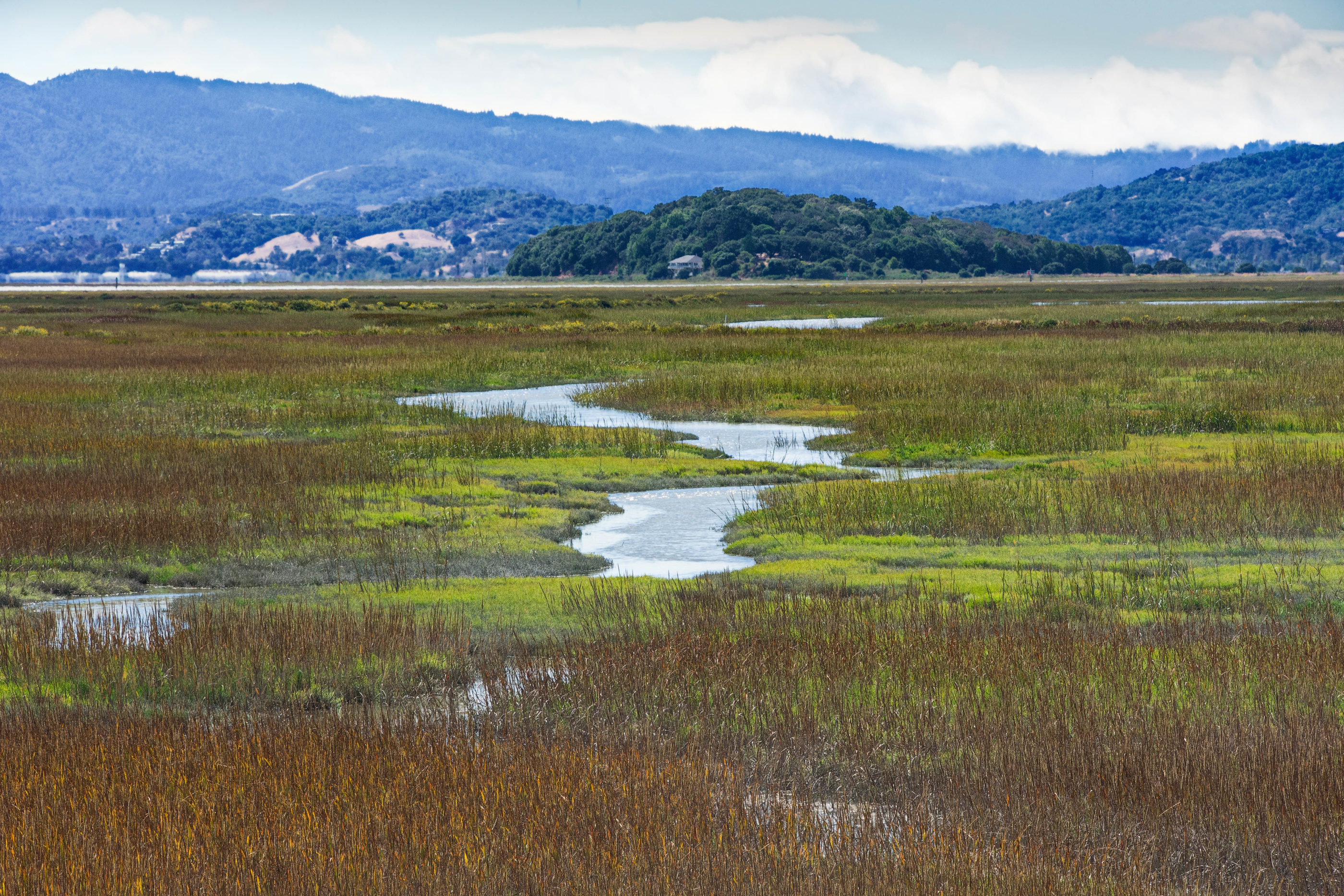 Lush wetland with mountains in the background